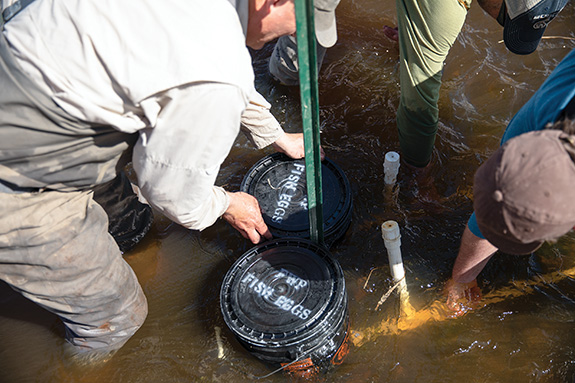 Jefferson River, Fly Fishing, Trout Unlimited