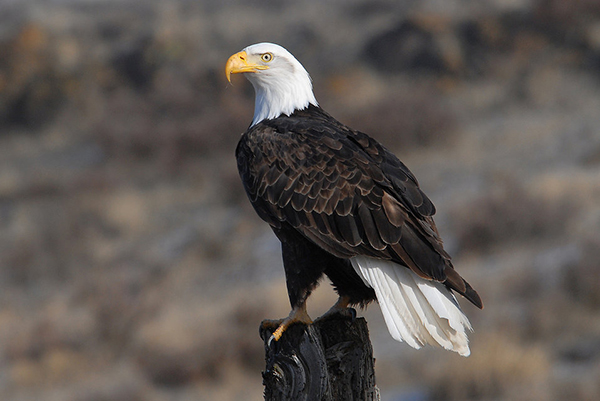 Bald Eagle, Bozeman, Montana