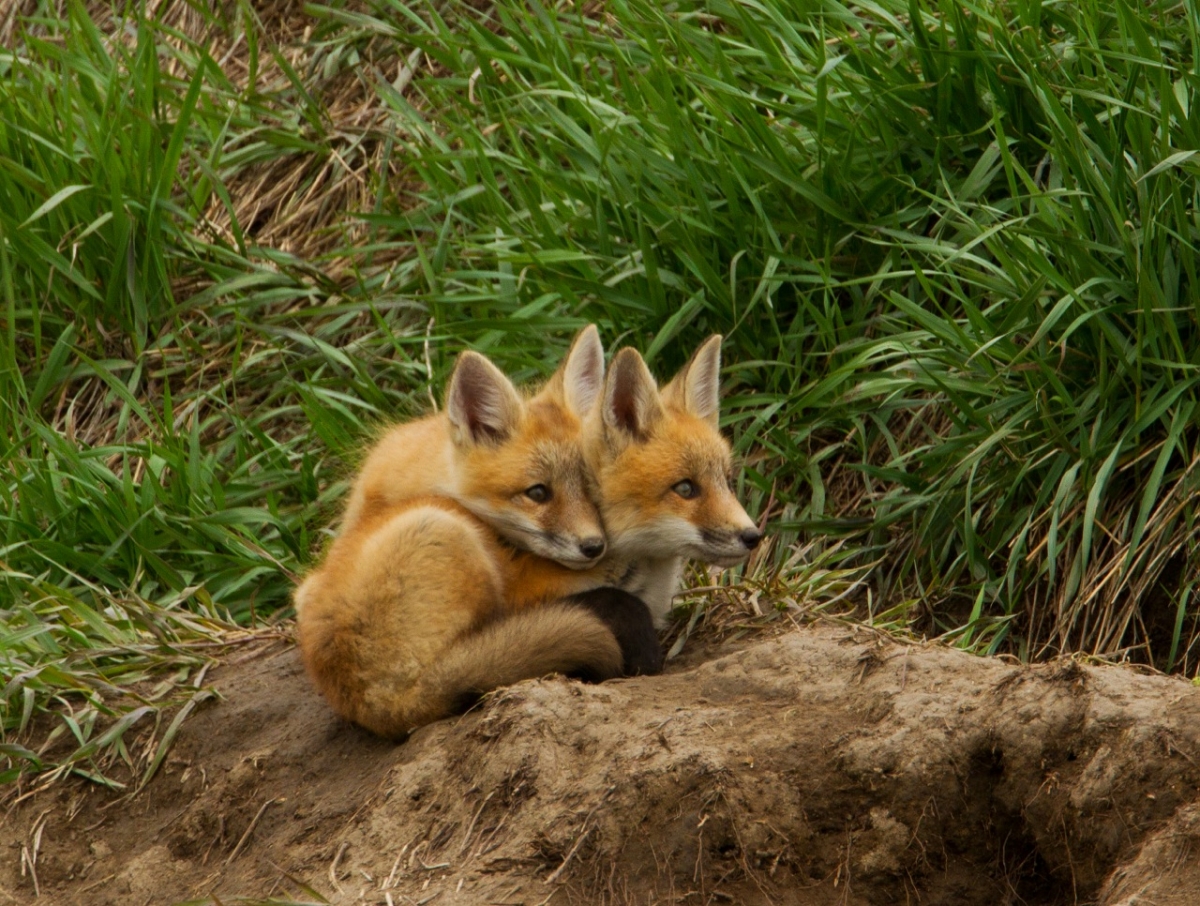 Outside Bozeman Fox Kits