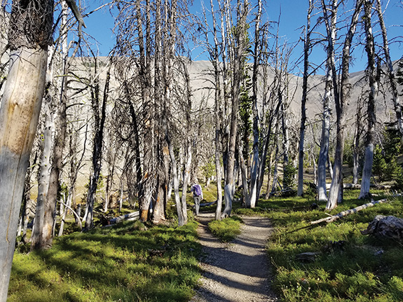 Whitebark Pine, Yellowstone Park, Montana, Wilderness