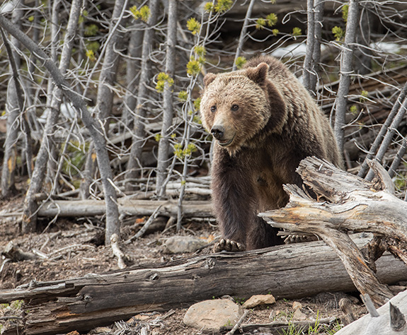 Grizzly Bear, Yellowstone Park, Wilderness