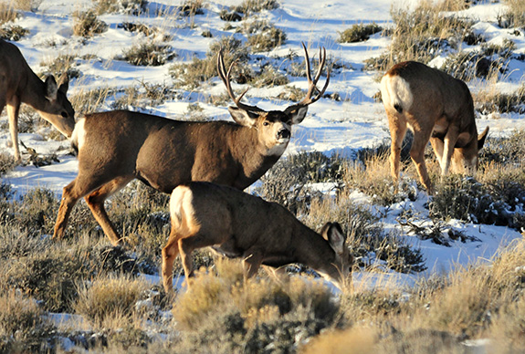 Mule Deer, Bozeman, Montana