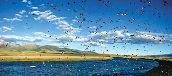 Caddis Hatch, Fly Fishing, Montana
