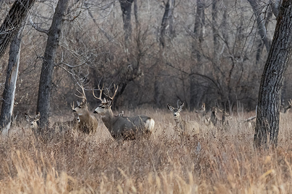 Mule Deer, Bozeman, Montana