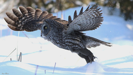 Great Grey Owl, Montana Birds, Montana Wildlife