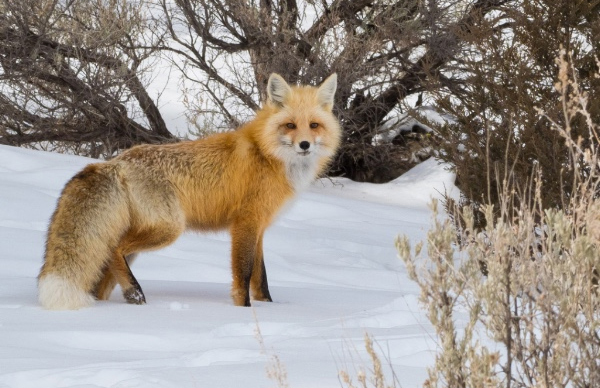 Fox, Bozeman, Montana