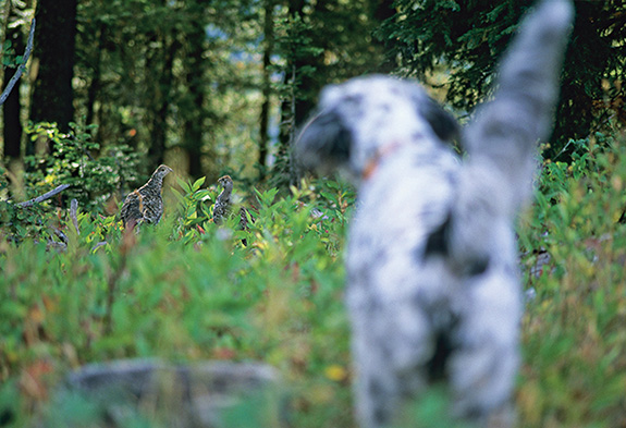 Bird Hunting, Montana, Grouse, Bozeman