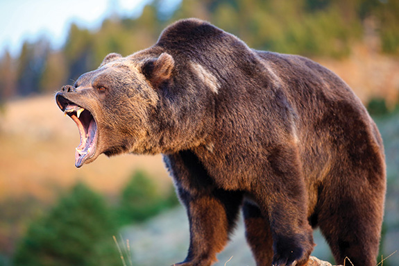 Grizzly Bear, Bear Attack, Montana, Todd Orr