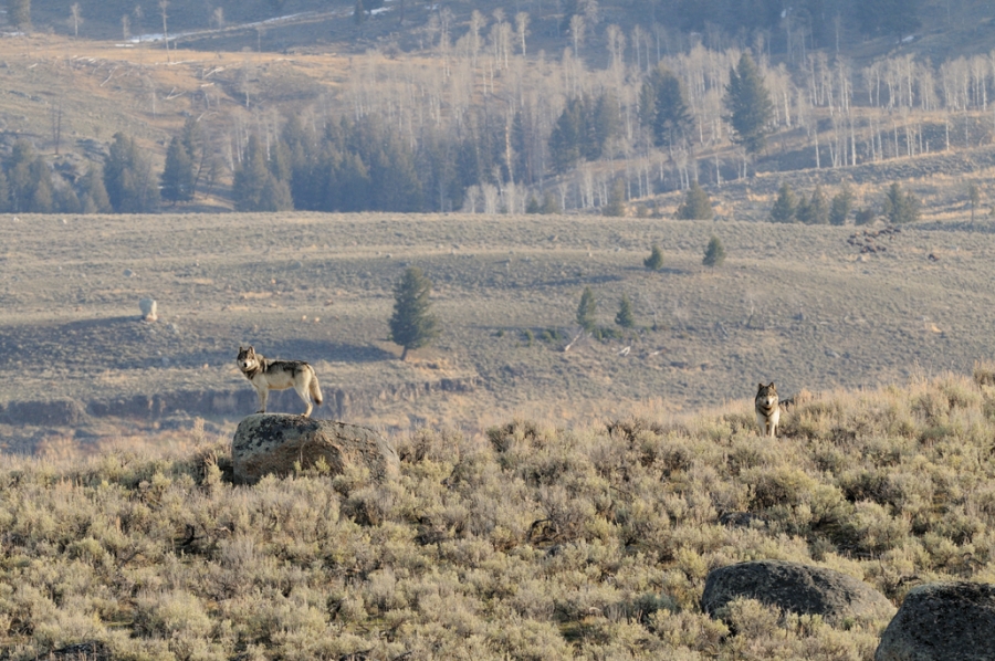 Outside Bozeman Yellowstone Forever