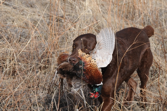 Montana Pheasant Hunting GreyCliff Ranch