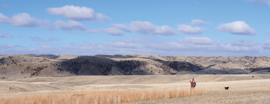 Montana Pheasant Hunting Greycliff Ranch
