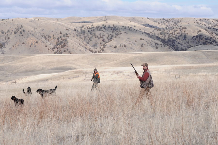Montana Pheasant GreyCliff Ranch Hunting