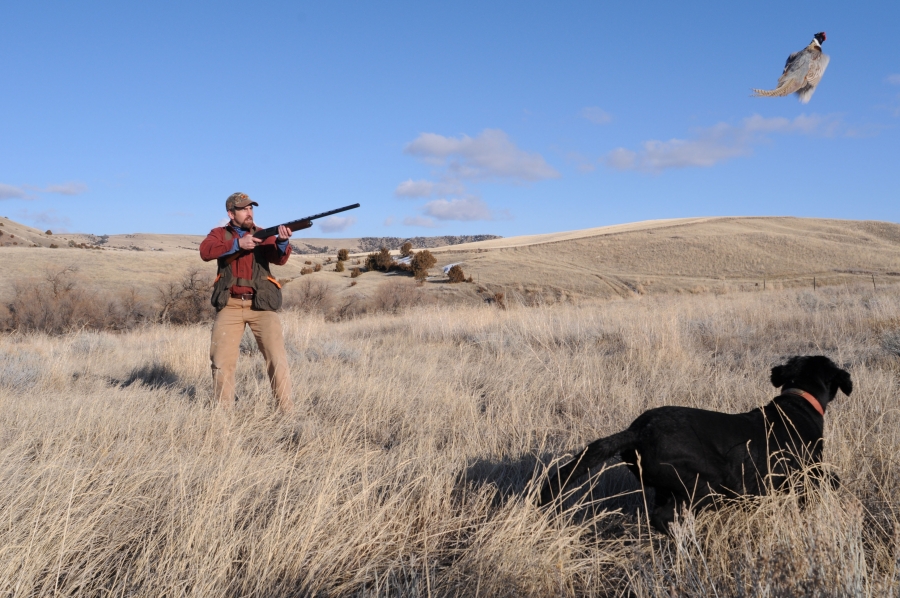 Montana Pheasant Hunting GreyCliff Ranch