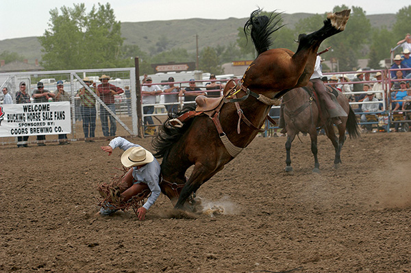 Miles City Bucking Horse Sale