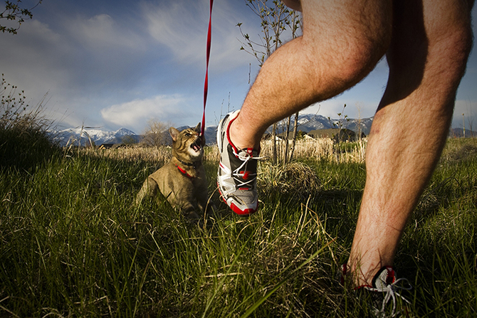 Outside Bozeman running with cats