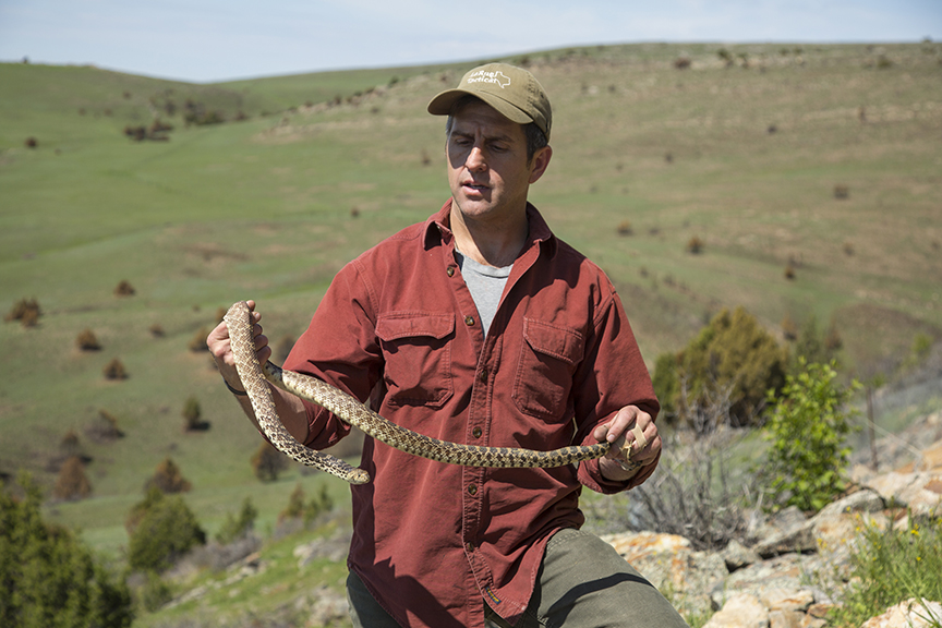 Gopher snake Montana