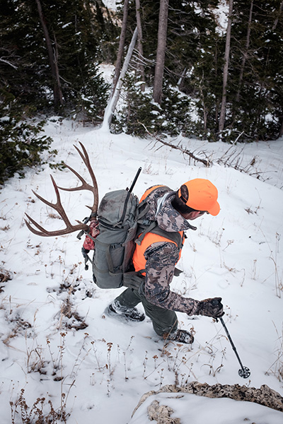 Mule Deer, Bozeman, Montana