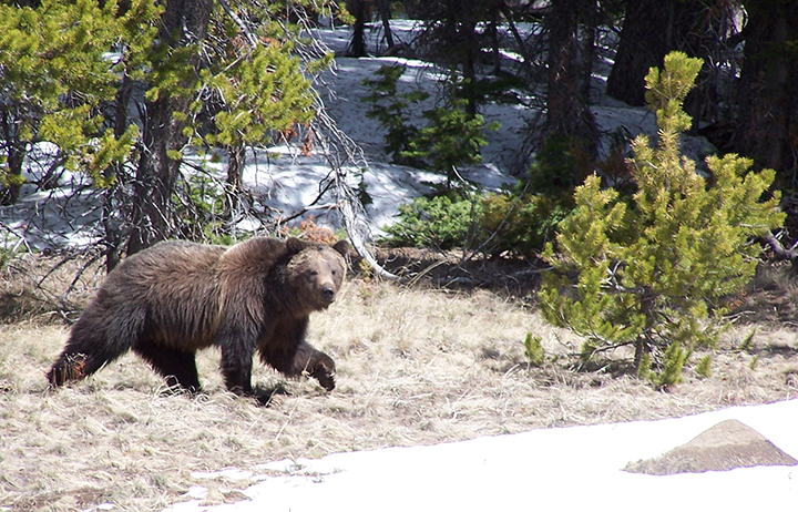 Grizzly Bear Outside Bozeman