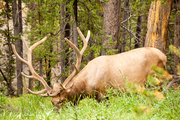 Elk, Bozeman, Montana