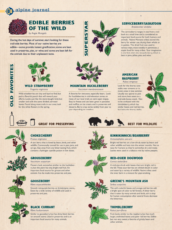 Your Guide to Identifying Wild Berries