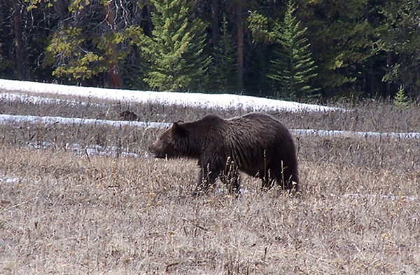 Grizzly Bear, Bozeman, Montana