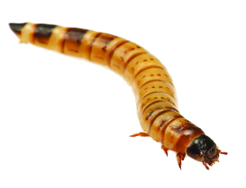 mealworm bait 