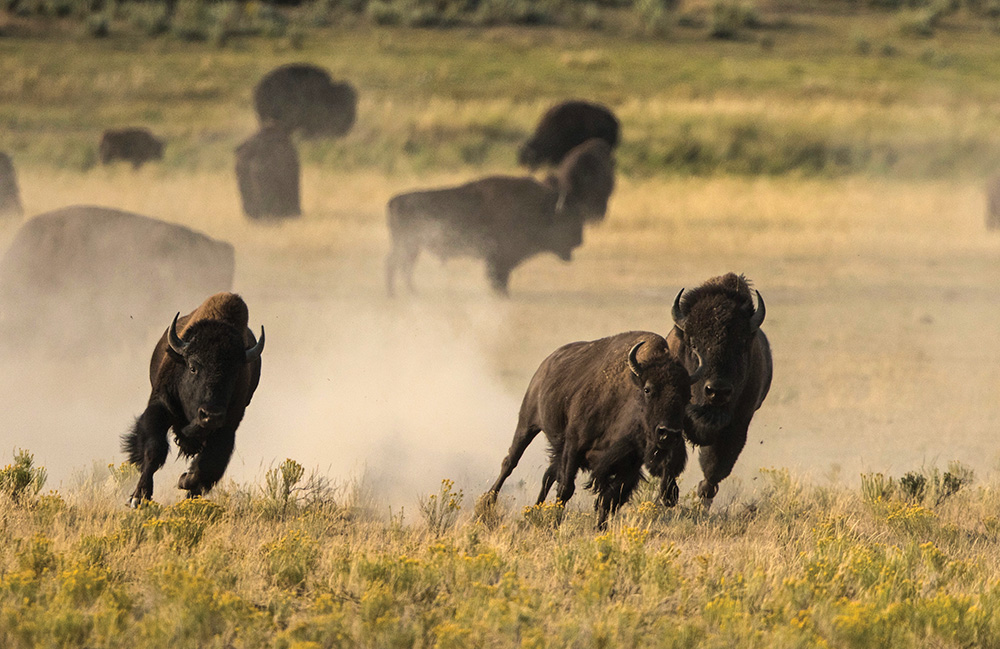 buffalo bison rut 