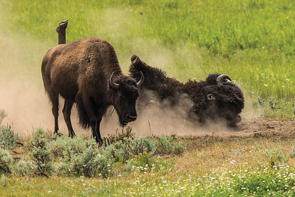 buffalo bison rut dust 