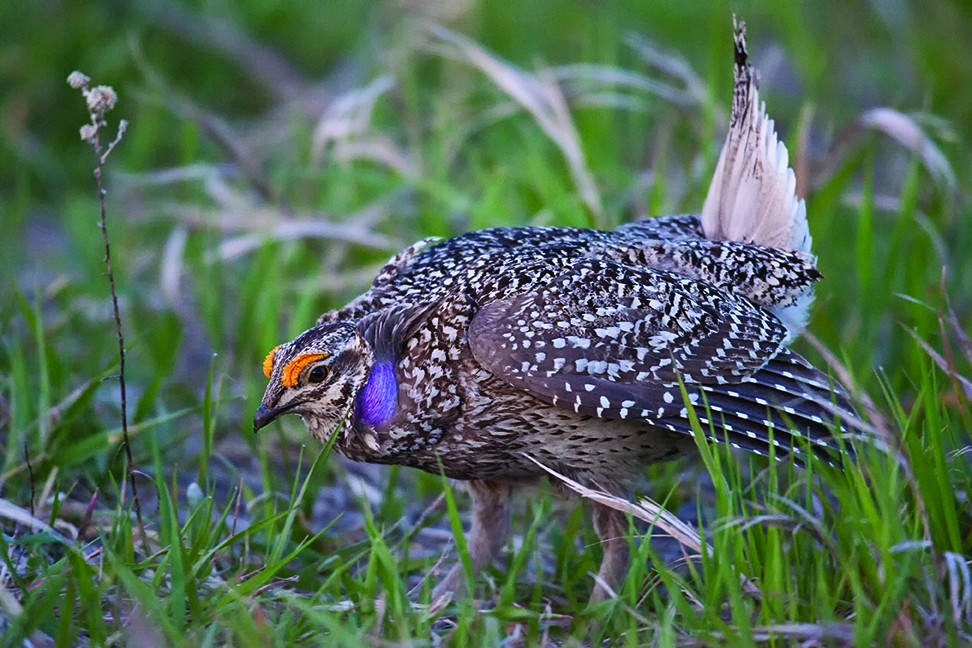 flying blue grouse