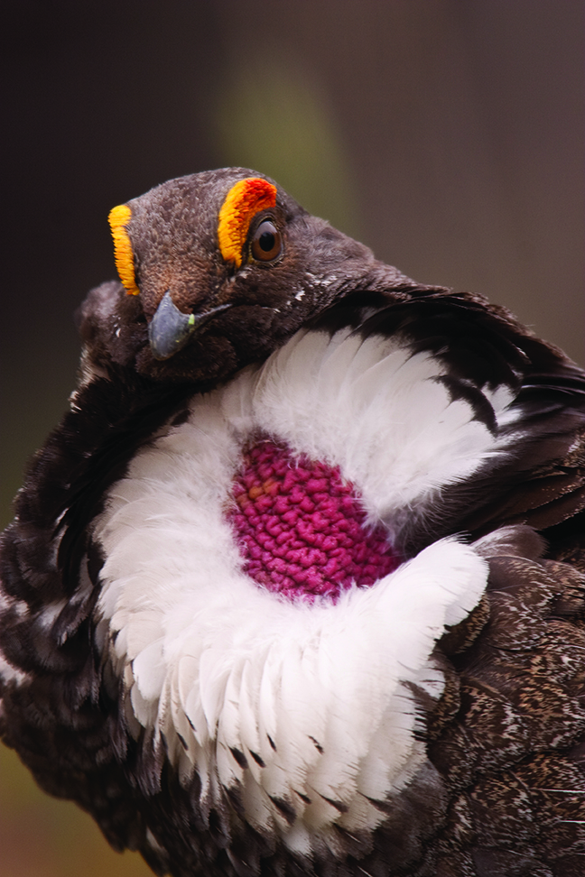 blue grouse outside bozeman