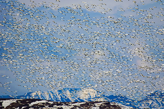 waterfowl, birds, migration