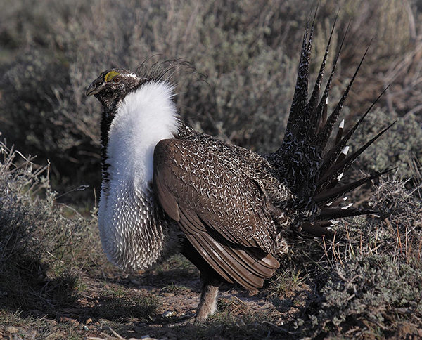 Sage Grouse, Montana, State Legislature, SB 299