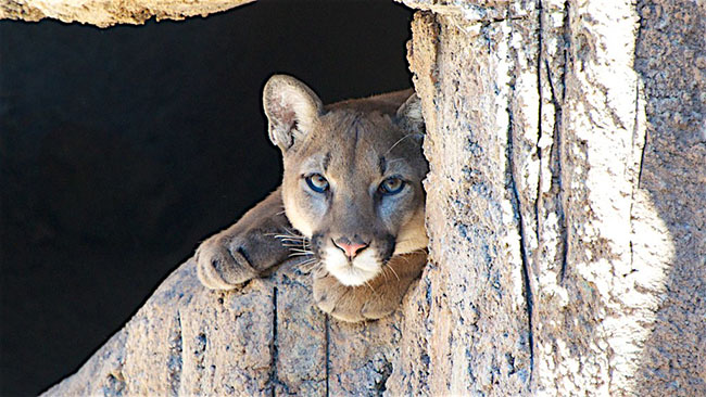 Cougar