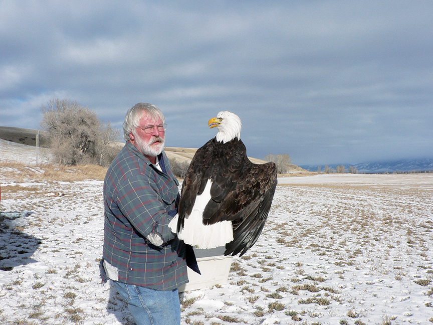 Outside Bozeman Bald Eagle Al Harmata