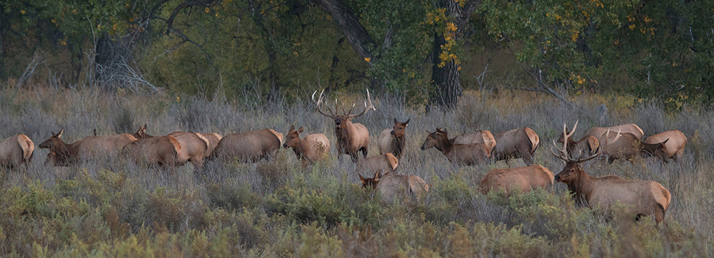 elk herd, bugling bull, rut