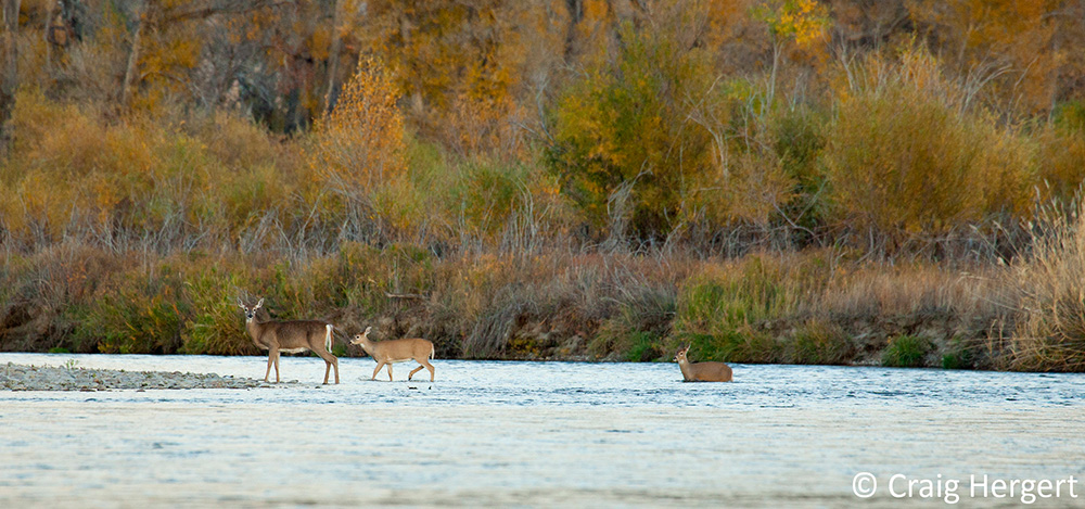 whitetail deer, river bottom, hunting