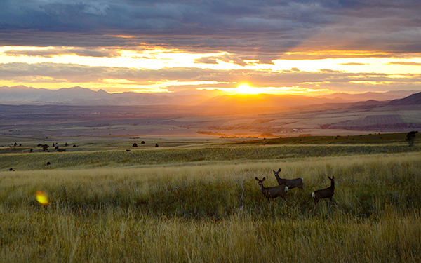 mule deer, sunset, big game hunting