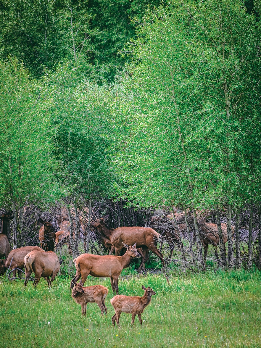 elk calves, wildlife, nature, recreation conflict