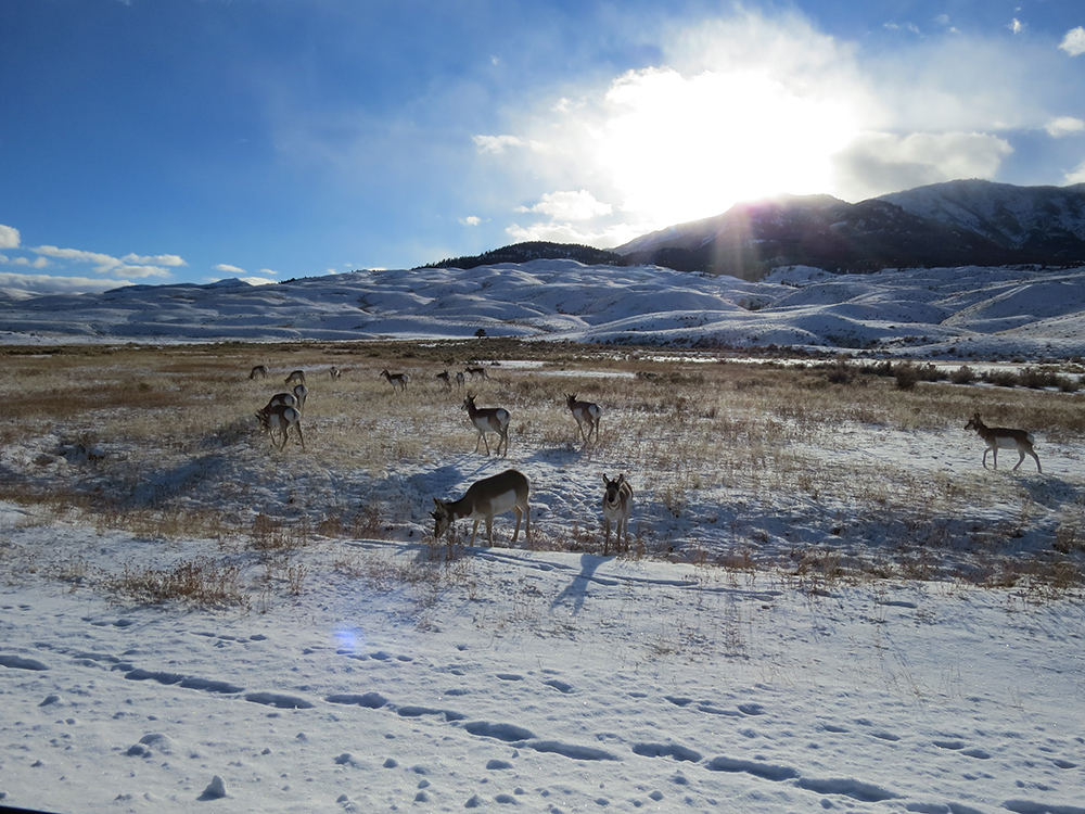 pronghorn, antelope, wildlife, snow landscape