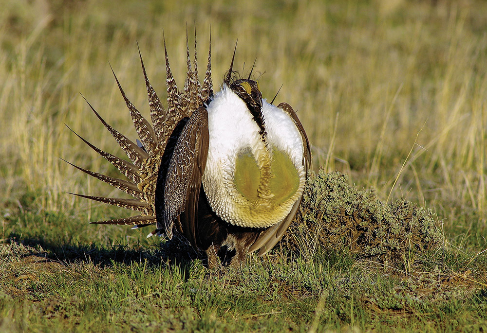 sage grouse, threatened species, conservation