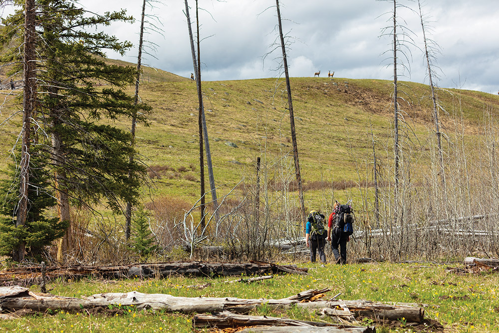 hiker, deer, wildlife, conflict