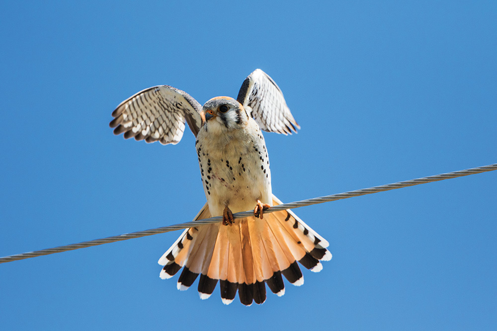 kestrel bird raptor