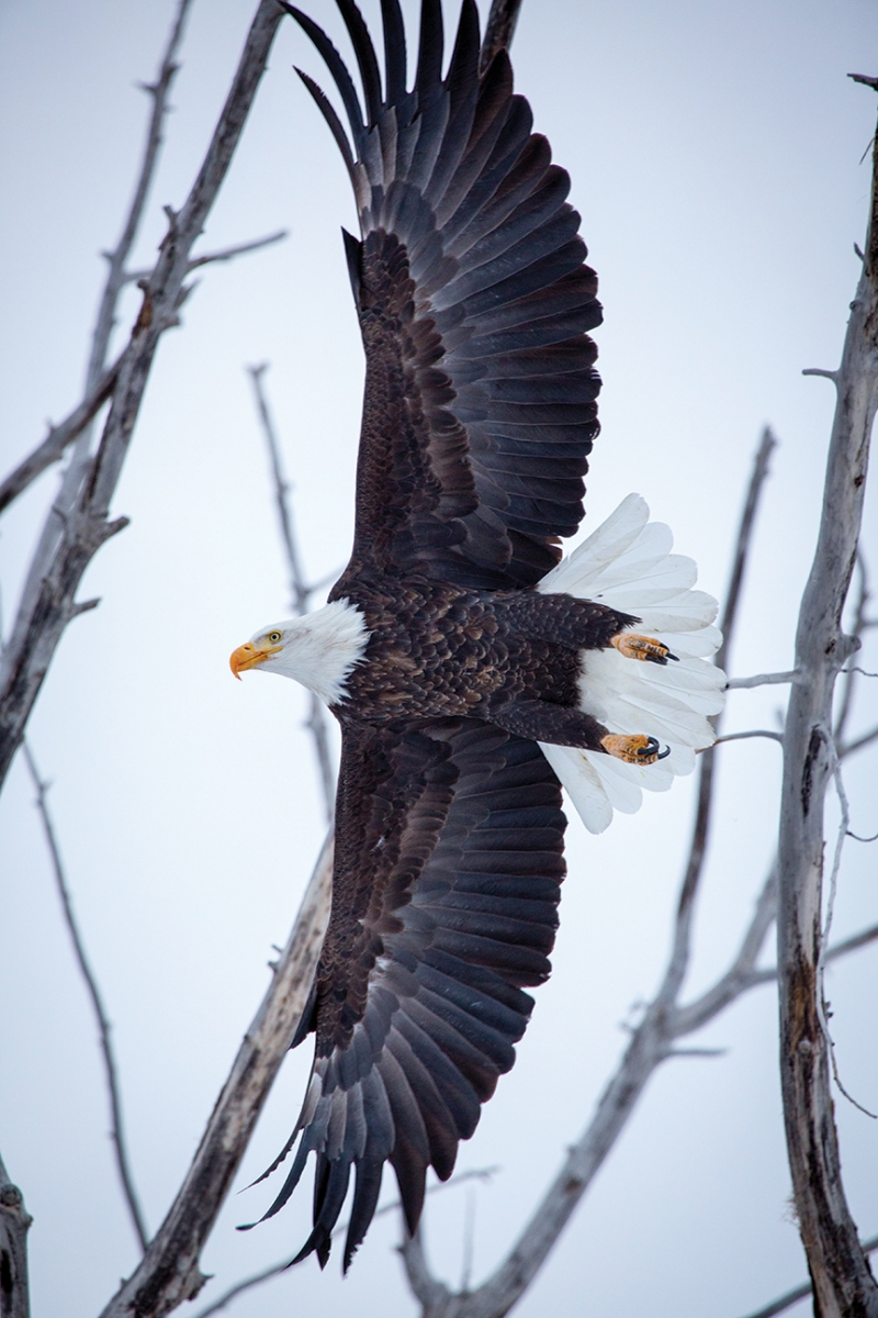 Outside Bozeman Bald Eagle Al Harmata