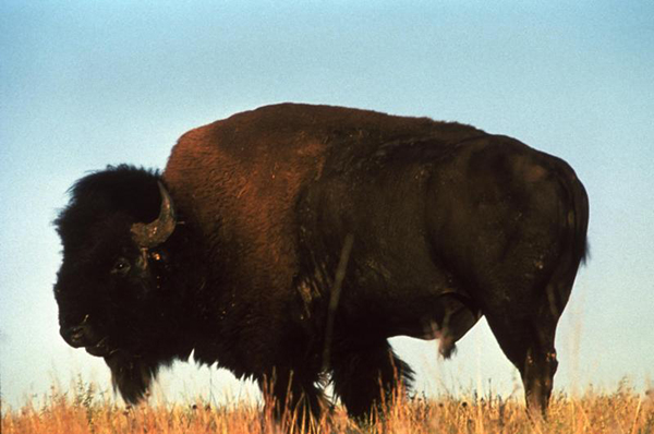 Bison, Montana, Livestock, HB 332