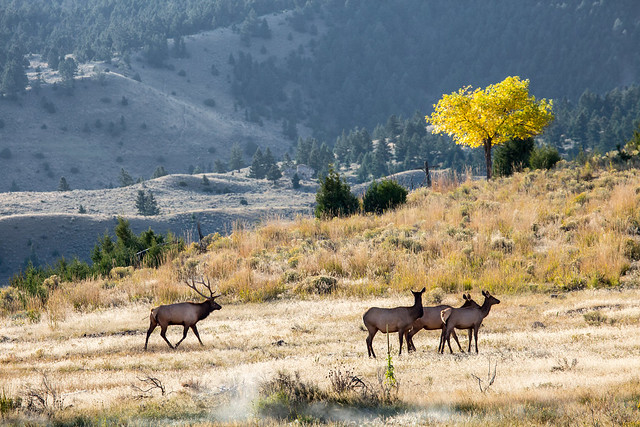 Mammoth, Elk, Rut, Yellowstone, Gardiner