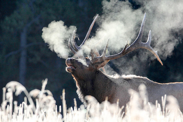 Mammoth, Elk, Rut, Yellowstone, Gardiner