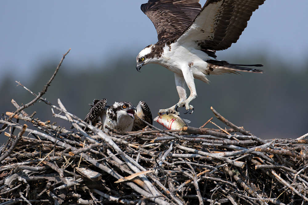 osprey bird raptor