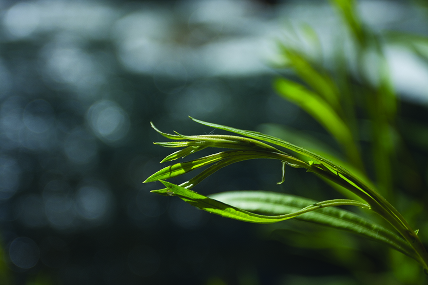 grass, flora, green, lawn