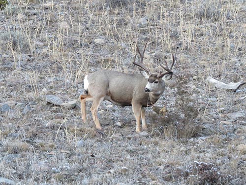 mule deer, yellowstone national park, big game hunting