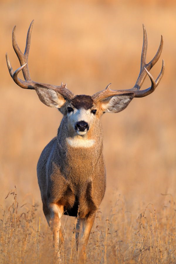 mule deer buck, muley, big game hunting